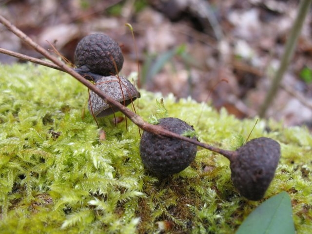Cupules de glands  chêne pédonculé